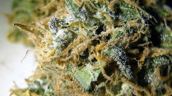 Afghani cannabis strain