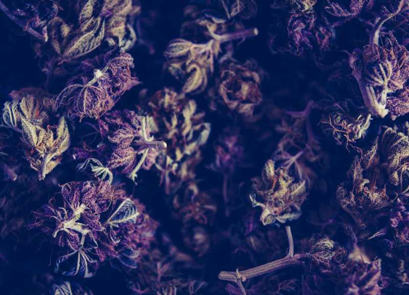 Is Cannabis Really a Gateway Drug?