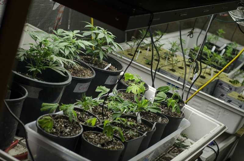 Tips on Growing Marijuana at Home From an LP Expert