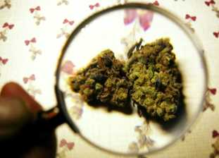 How to Spot Mouldy Marijuana