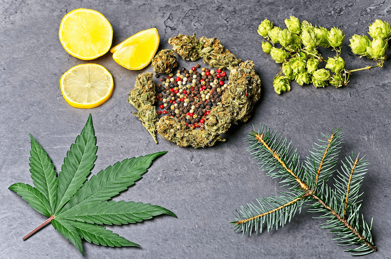 3 Ways Terpenes and Vitamins Work Together to Improve Health
