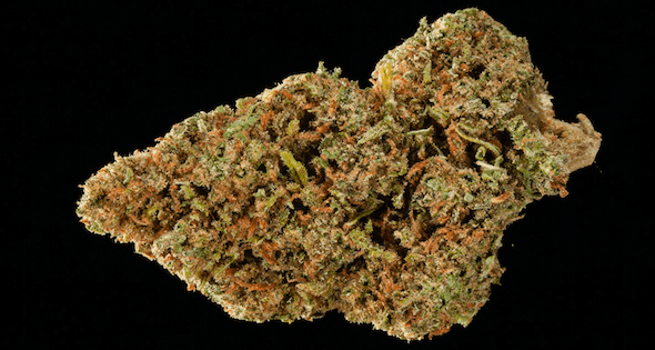 XJ13 cannabis strain