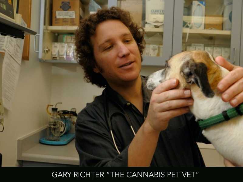 Cannabis Veterinarian Gary Richter Shares Tips for Your Pet