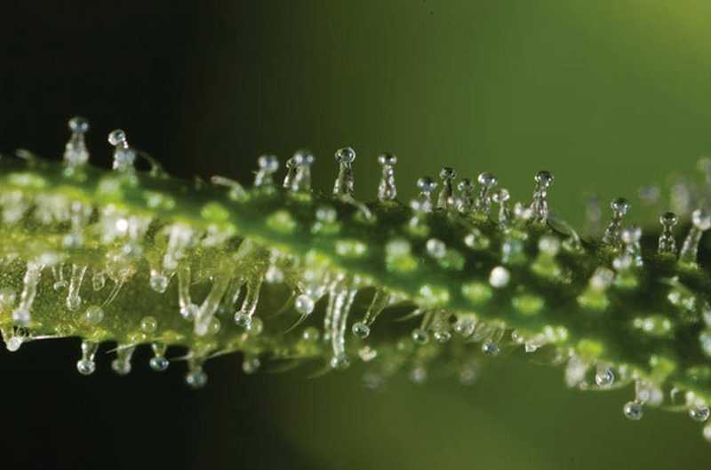 5 Terpenes That Augment the Healing Power of Cannabis