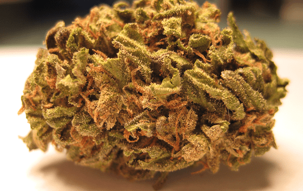 Maui Wowie cannabis strain