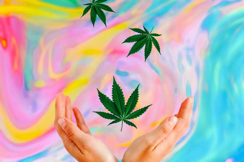 The Therapeutic Case for Both Cannabis and Psychedelics and Should They Be Used Together?
