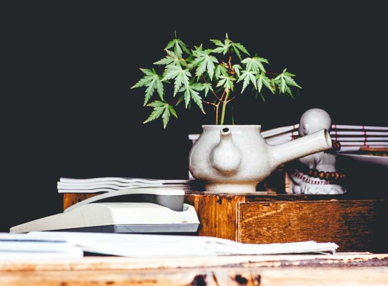 Some Provinces Say No to Growing Marijuana at Home