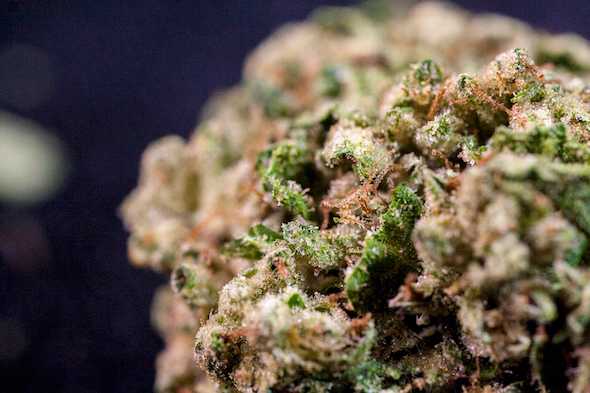 White Fire OG cannabis strain
