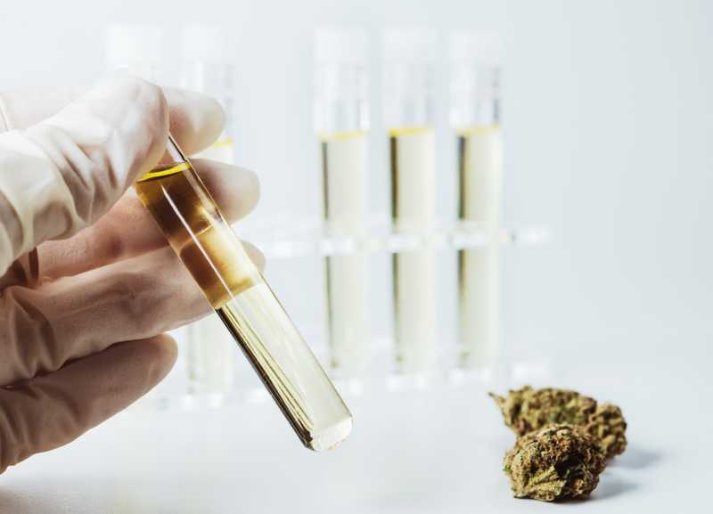 Patenting Cannabis Molecules Stirs Up Heated Debate
