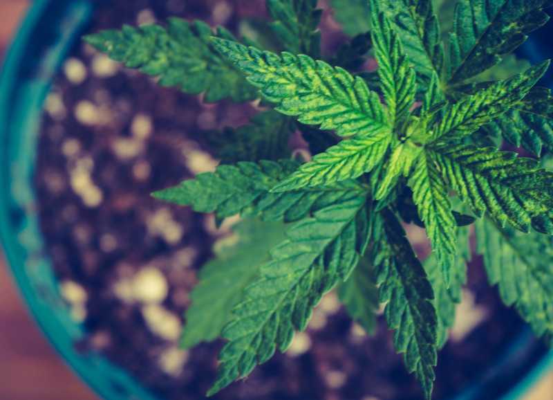 Will Small Cannabis Growers Join the Legal Marijuana Market?