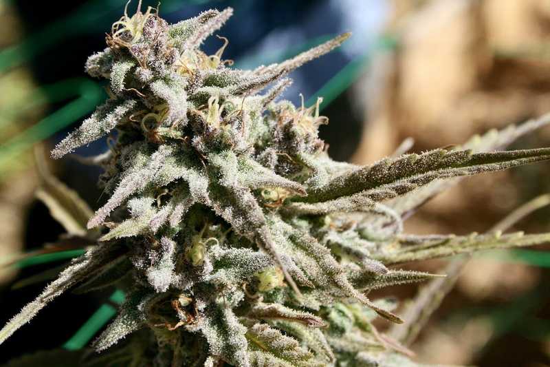 Can Cannabis Cause or Prevent Seizures?