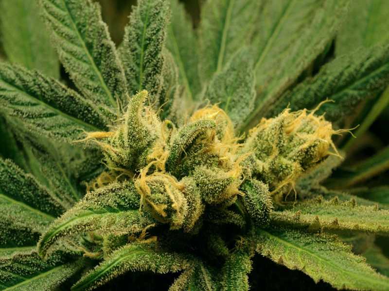 The 5 Most Popular Strains of Cannabis