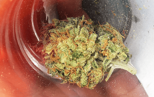 Cannatonic cannabis strain