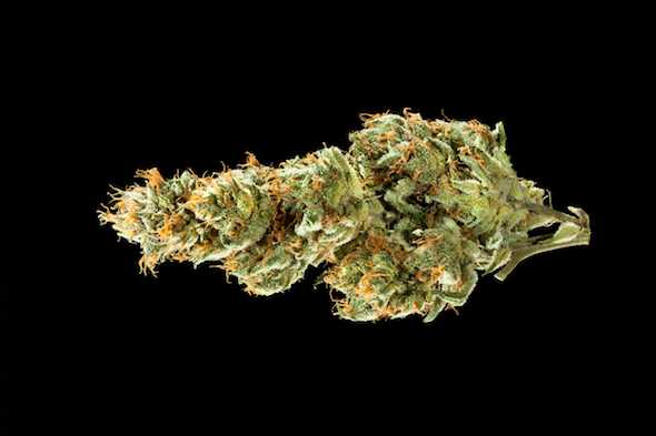 Medihaze cannabis strain