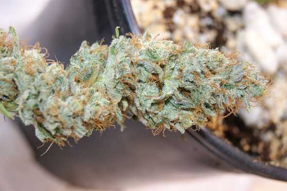 Bruce Banner cannabis strain