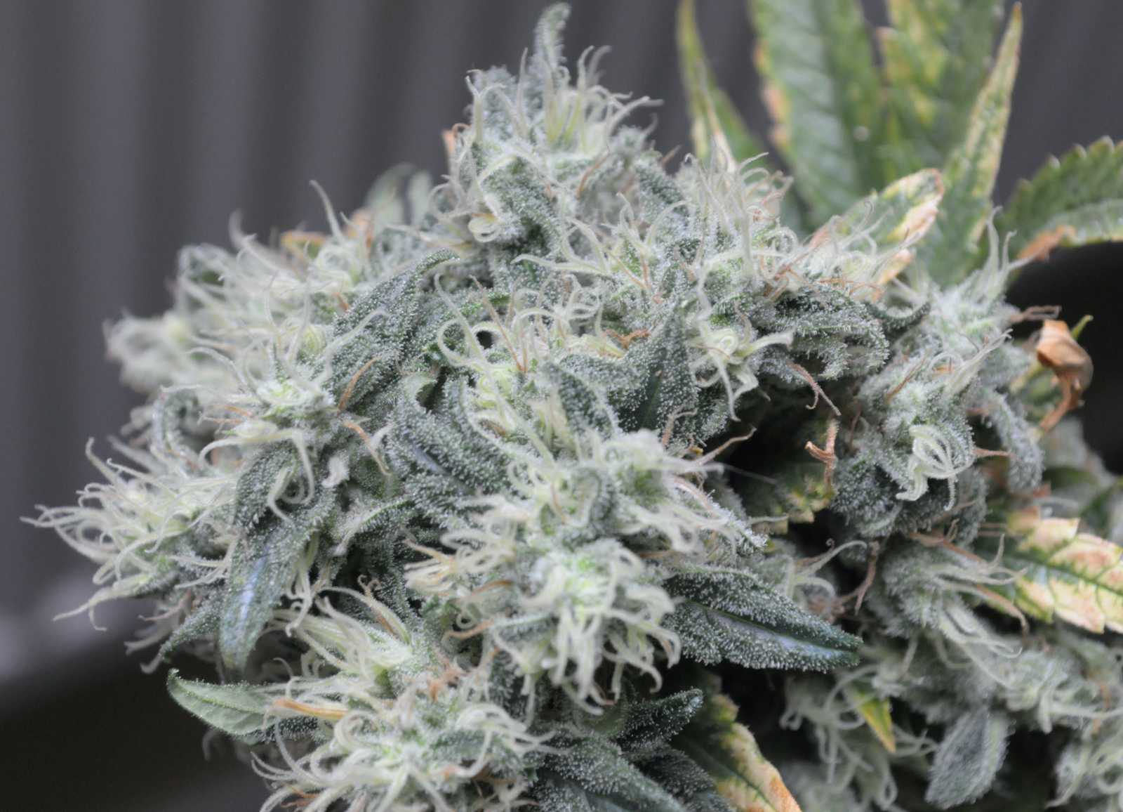 6 of the Strongest, HighTHC Cannabis Strains HelloMD