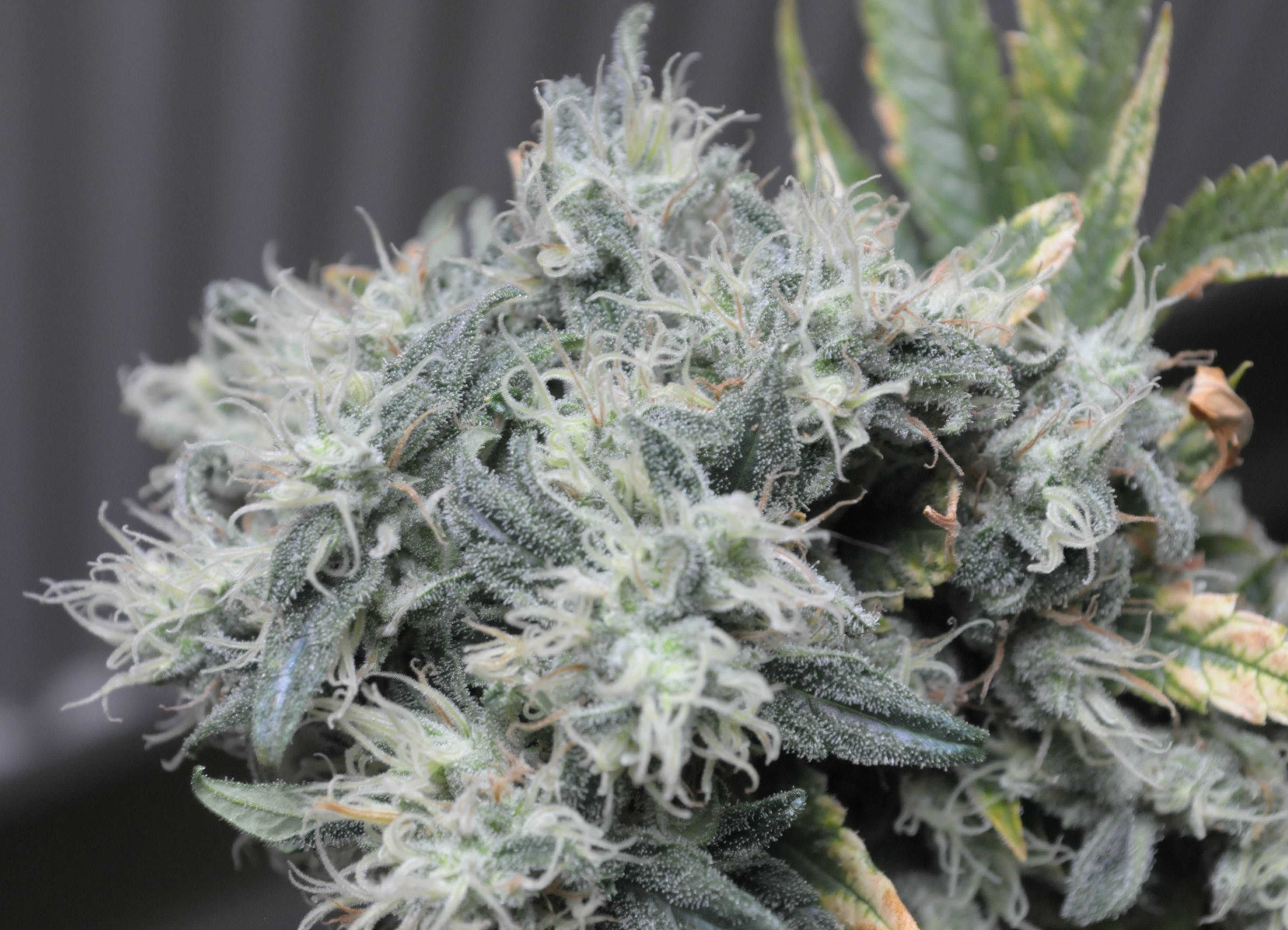 6 Of The Strongest High Thc Cannabis Strains Hellomd