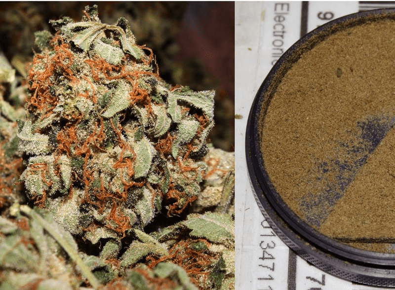 How to Make Cannabis Hash at Home