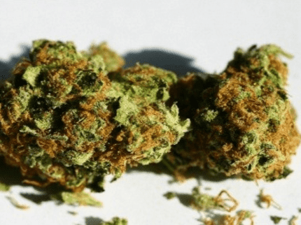 OG Kush cannabis strain