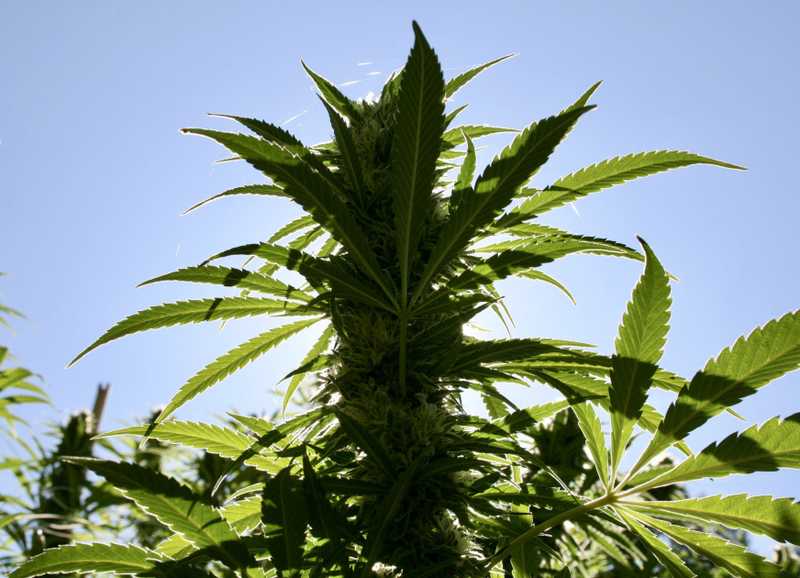 How to Grow Marijuana Outdoors in Canada